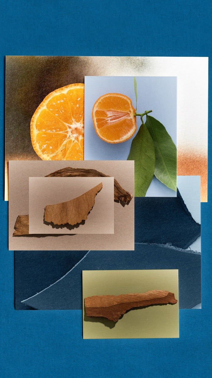 Ocean Leather - Focus